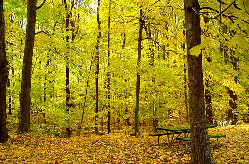 autumn trees light fall leaves yellow forest landscape gold golden woods foliage explore newyorkstate 375
