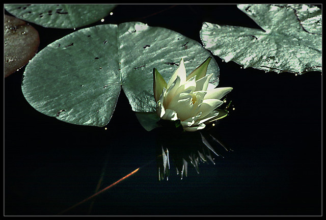 nenuphar / water lily