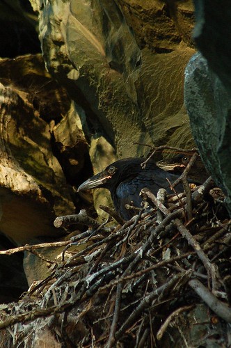 sunset cliff black virginia sticks nest nps common raven nesting skylinedrive shenandoahnationalpark corvuscorax snp southdistrict