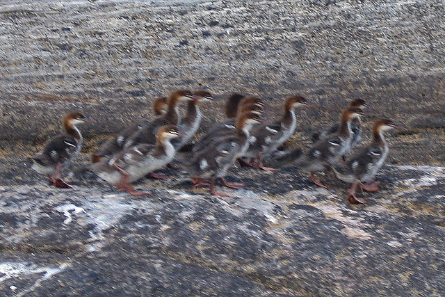 Merganser Chicks along the French River