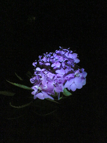 Hydrangeas ......... | by Ram Naresh Manchi