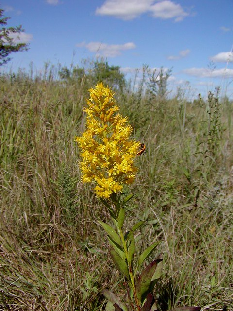 Solidago/Goldenrod - species name to follow