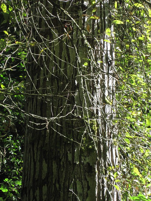 Mature Black Cottonwood Bark