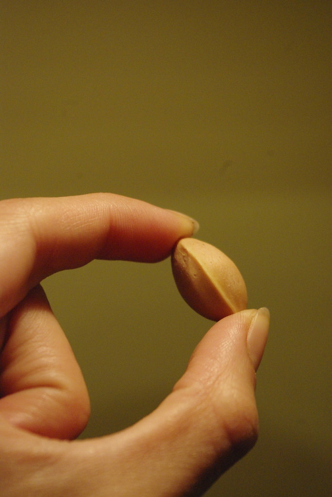Inside the stinky ginkgo fruit is a pistachio-like nut.