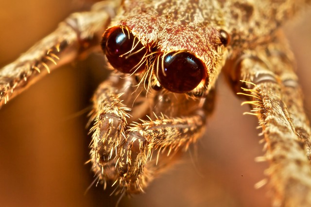 Ogre faced spider (Deinopsis sp-) portrait