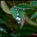 Droplets (1 of 1)
