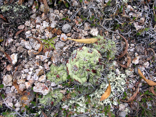 Ortegocactus magdougallii, San Jose Lachiguiri, Oaxaca