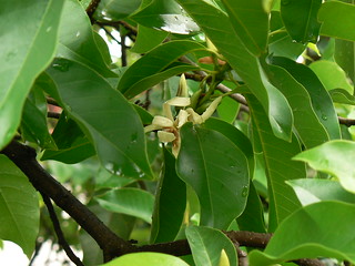 Magnolia Tree Meaning In Tamil