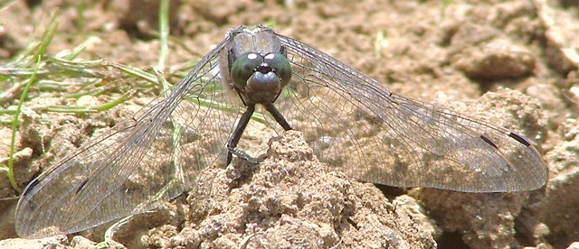 Dragonfly - Dedham, Essex, England - July 16th 2007