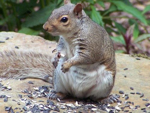 Grey Squirrel | by Purr!!!