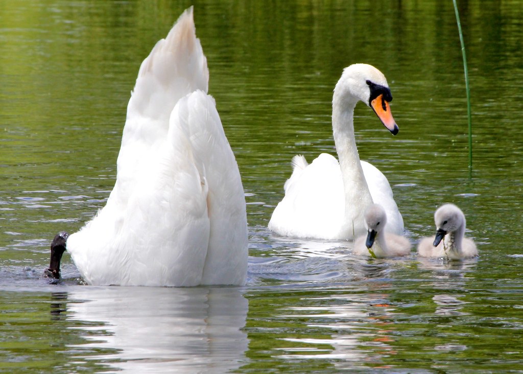 Padres cisne y patitos en un lago
