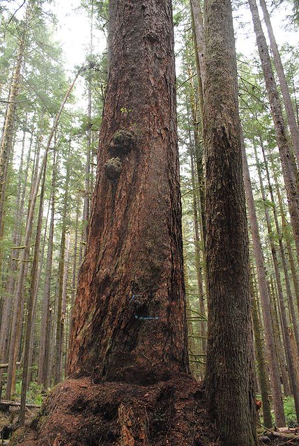 Giant Tree - Avatar Grove, Near Port Renfrew, Vancouver Island, British Columbia, Canada.