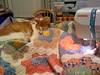 Tenzing is determined to stay on this quilt. Sometimes it is easier to
just work around him.