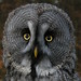 Flickr photo 'Strix nebulosa (Great Gray Owl / Laplanduil)' by: Bas Kers (NL).