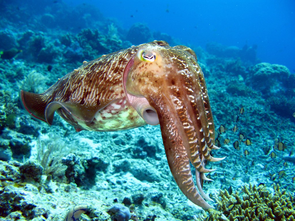 How Big Are Cuttlefish