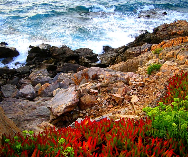 Flowers, Rocks and Stormy Sea