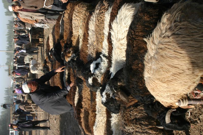 Sheep at the Kashgar Market...Western China.