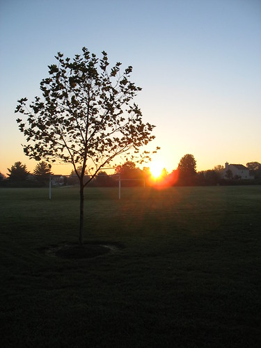 tree sunrise