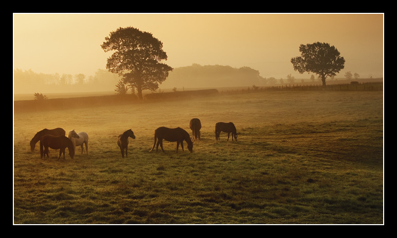 Sunrise Horses by NorthernXposure