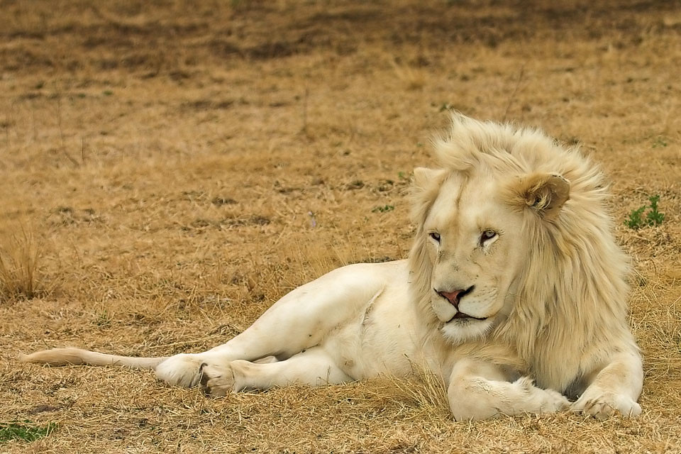 Lion Facts: 25 Facts about Lions that you may not have known before -  White Lions Are Not Albinos