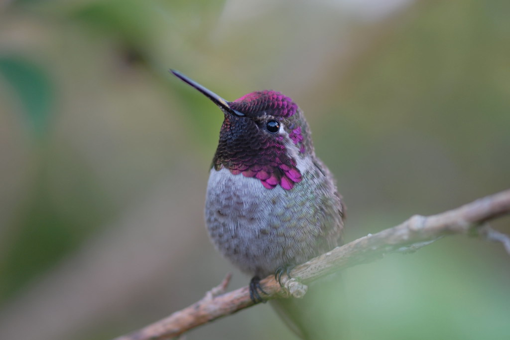 Hummingbird Is Watching You 静观其变 by Y. Peter Li Photography