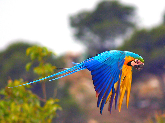 Blue and Gold Macaw in Flight