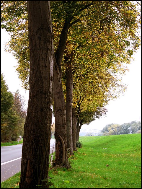 trees between road and river