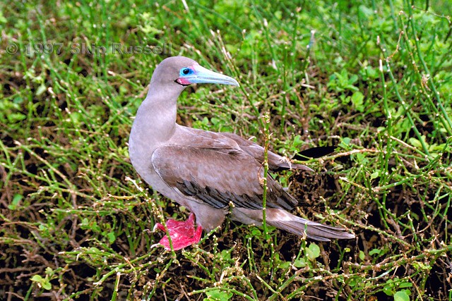 brown morph Red-footed Booby