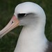 Flickr photo 'the laysan albatross' by: TurasPhoto.