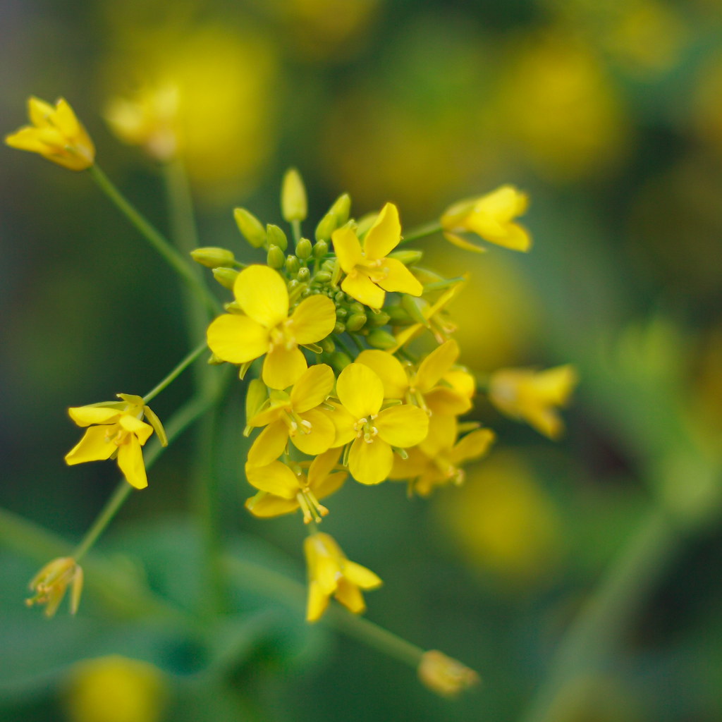 Rapeseed