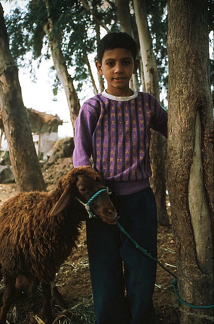 Egyptian boy with sheep