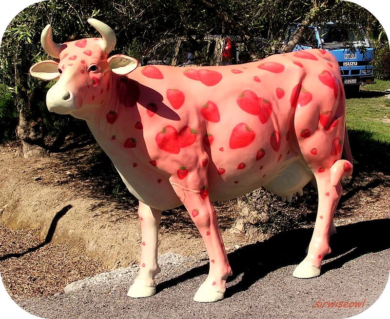 Seeing Pink!, A Strawberry Pink Cow at the road entrance to…