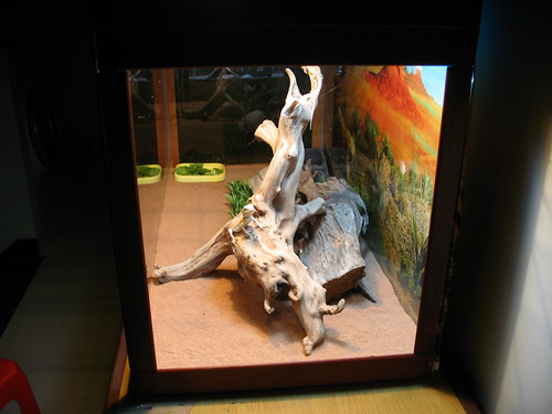 Set up bearded dragon cage