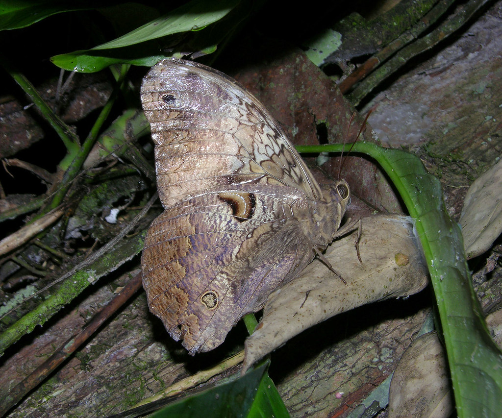 Selenophanes cf cassiope, Amazonian part of Ecuador