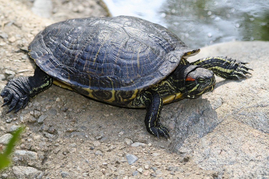 Cal Tech Turtle | Photographed at the California Institute o… | Flickr