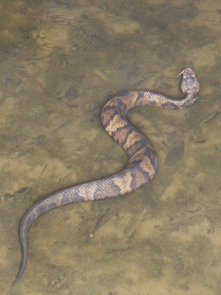 water moccasin