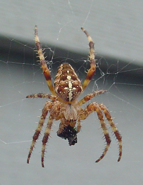 Garden Spider Arameus Diadematus The Black Blob By His Mo Flickr