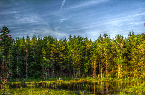 trees canada reflection water pond highway raw novascotia ns mount 101 hdr uniacke dng qtpfsgui chdk
