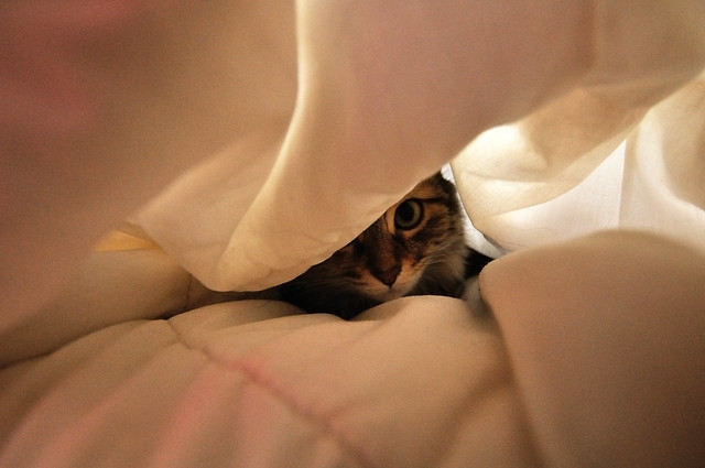 Chat caché - Hidden cat