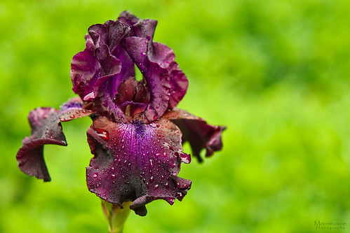 Iris by Morristowne, <a href="http://bighugelabs.com/onblack.php?id=4604935282&size=large" rel="nofollow">View Large