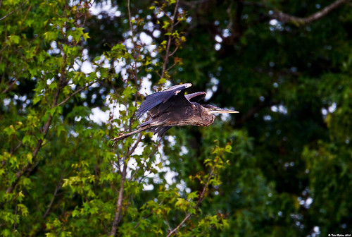 heron nature birds animal blueheron 2010 bloomingtonil evergreenlake