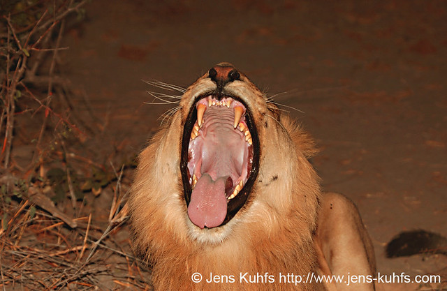 Lion - Löwe - Panthera leo