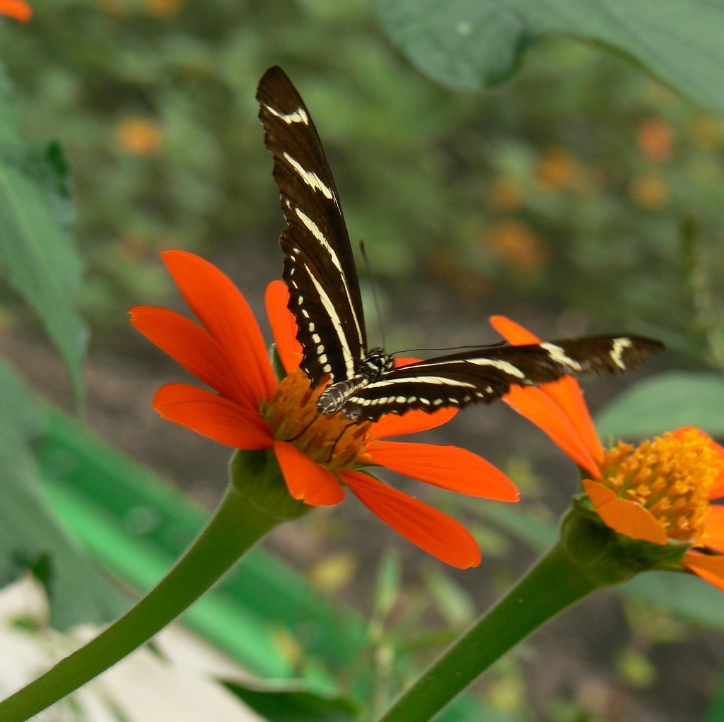 Butterfly.... When we visited the Memphis zoo recently the… Flickr