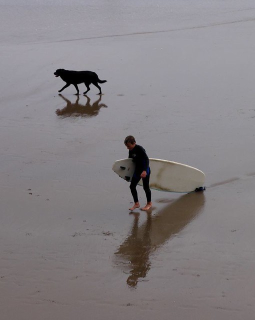 dog, boy and surfboard
