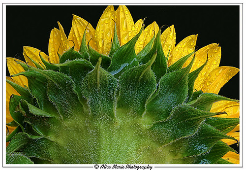 Back of Sunflower by alicemariedesign