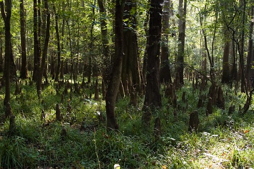 tree nature forest nationalpark southcarolina columbia mononoke