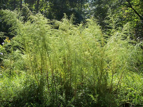 park plants plant freedom virginia native herbaceous jamescitycounty sep23