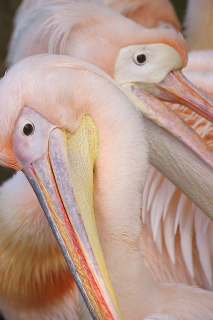 Pelican pastels