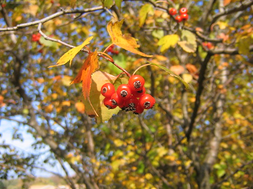 Fruit in the Fall