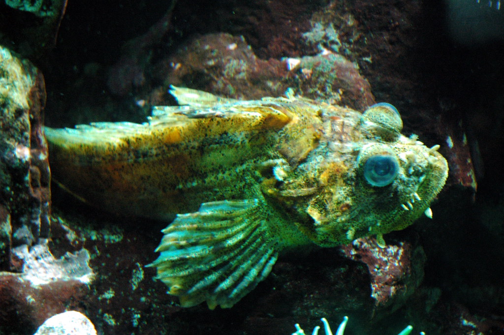 rock cod | Treasures of the BC Coastal Waters Exhibit, Vanco… | Flickr
